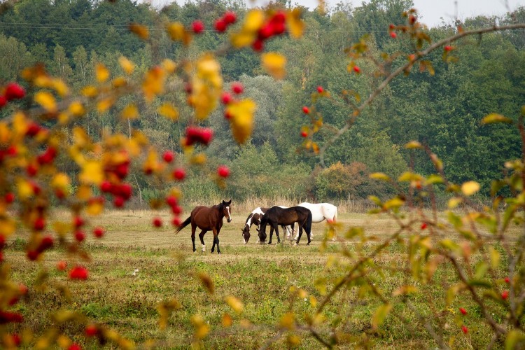 Horses on a pasture
